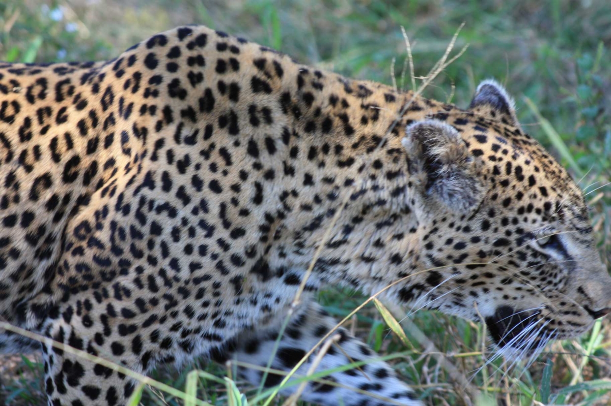 South Africa Leopards 472 